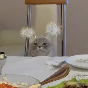 super-cat